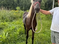 母马, Rocky Mountain Horse — 照片 4