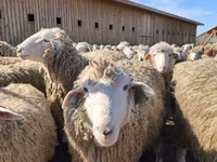 母羊, Kuibyshev sheep — 照片 4