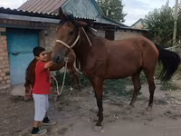 母马, Thoroughbred horse — 照片 8