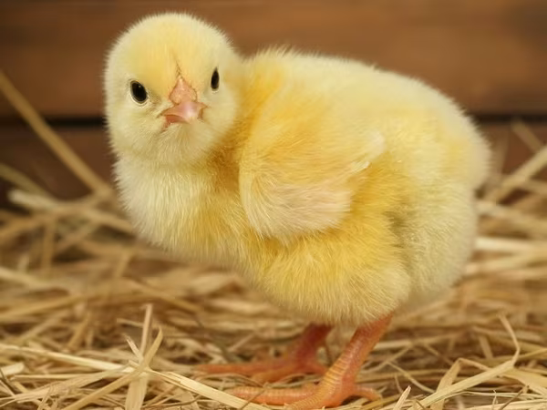 Ros 308