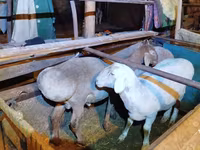 Widder, Rhon sheep — Foto 3