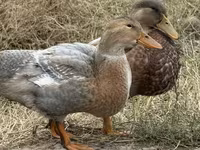 Ducks — الصورة 2