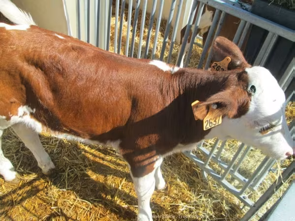 Cow, Montbéliarde