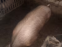 मादा सूअर, Дюрок — फ़ोटो 5
