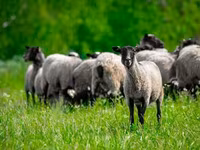 公羊, Romanov sheep — 照片 4