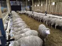 母羊, Kuibyshev sheep — 照片 2