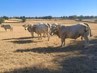 公牛, Cast cow — 照片 4