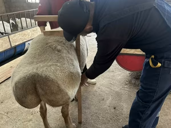 Arashan sheep