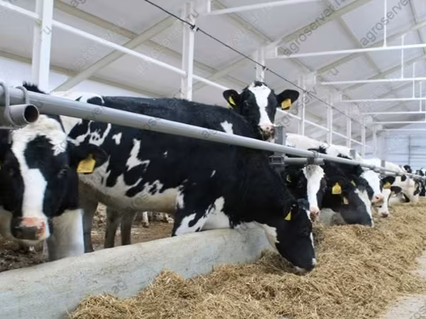 母牛, Holstein breed