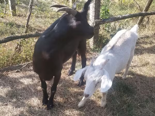 Goat, Goats