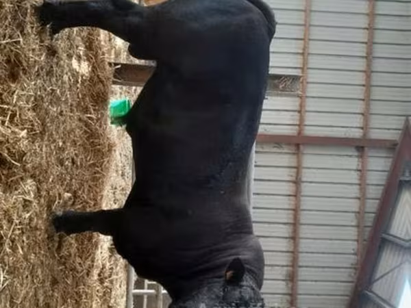 公牛, Cast cow