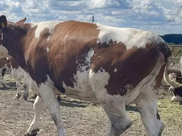 母牛, Holstein breed