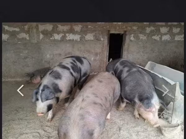 公猪, Pigs