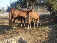 母马, Horses — 照片 2