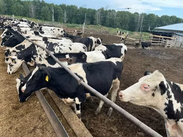 公牛, Russian Black pied cattle