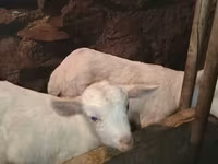 Cabro, Saanen goat — foto 6