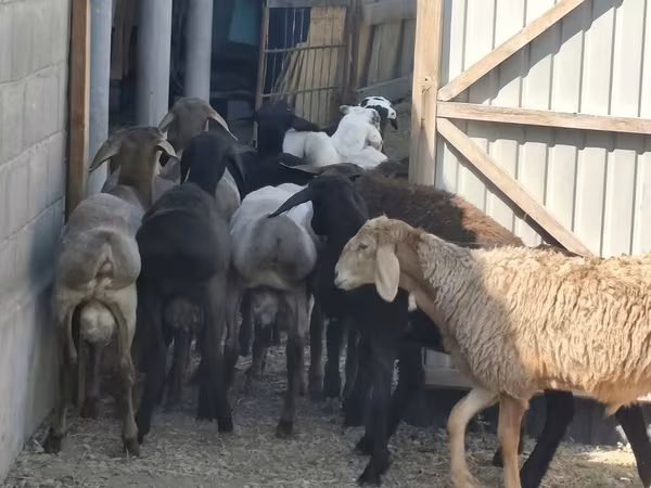 公羊, Hissar sheep — 吉尔吉斯斯坦