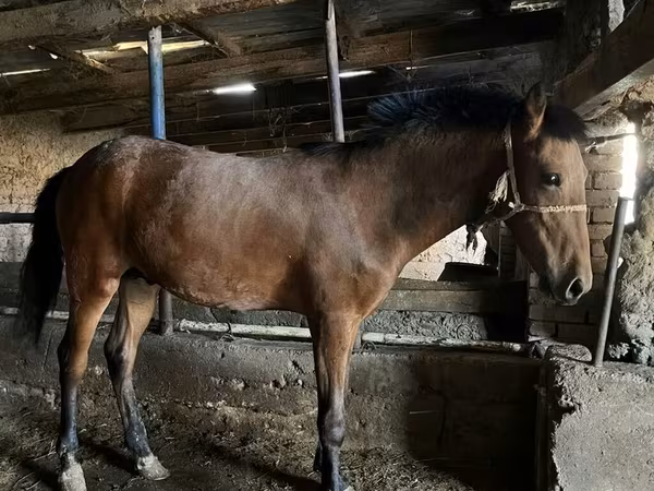Horses