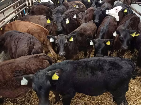 公牛, Cattle