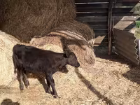 Toro, Raza Holstein — foto 3