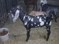 बकरा, Beetal goats — फ़ोटो 1