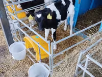 Bull, Holstein breed — photo 7