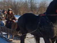 Caballo, Friesian — foto 5