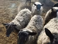 भेड़, Romanov sheep — फ़ोटो 3
