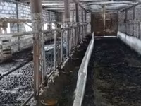 母牛, Bukovinian factory type of red-spotted Ukrainian cow — 照片 2