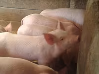 公猪, Pigs — 照片 3