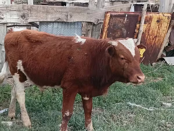 Kuh, Latvian Blue cattle