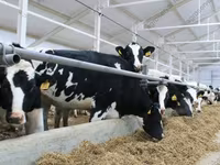 Vaca, Raza Holstein — foto 1