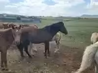 Caballo, Caballos — foto 5