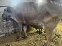 Cow, Cattle — photo 3