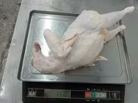 Chickens — 照片 4