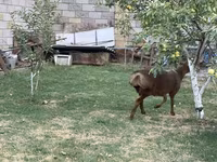मेढ़ा, Hissar sheep — फ़ोटो 5