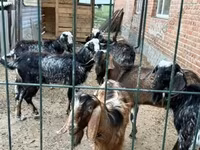 Козёл, Зааненская коза — фото 7