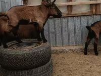 公山羊, Goats — 照片 4