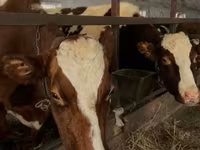 公牛, Holstein breed — 照片 3
