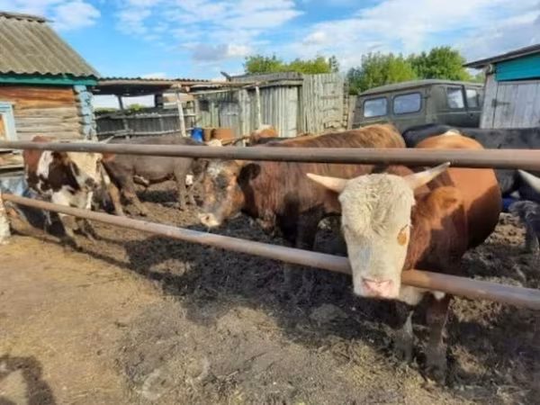 公牛, Cattle — 俄罗斯