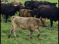 Bull, Galloway cow — photo 2