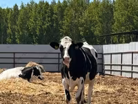 母牛, Holstein breed — 照片 3