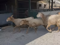 Sheep, Arashan sheep — photo 8