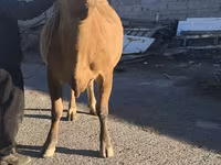 母牛, Simmental cattle — 照片 8