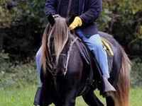 母马, Rocky Mountain Horse — 照片 2