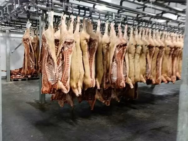 Полутуши свиные