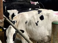 गाय, Swiss cattle — फ़ोटो 5
