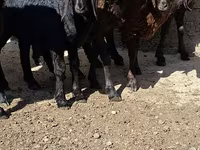 公山羊, Goats — 照片 2