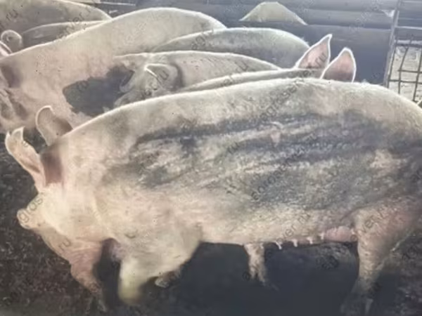 母猪, Pigs — 俄罗斯