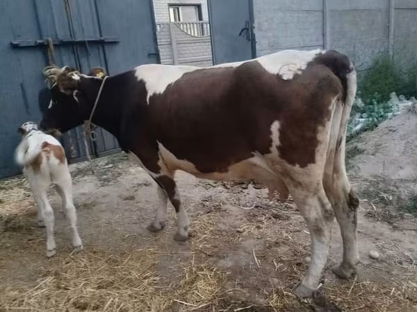 Vaca, Swiss cattle — Kirguistán